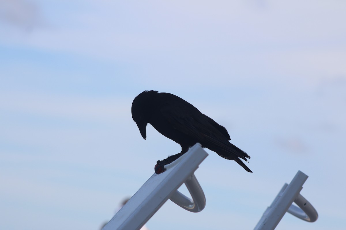 Fish Crow - ML638779395