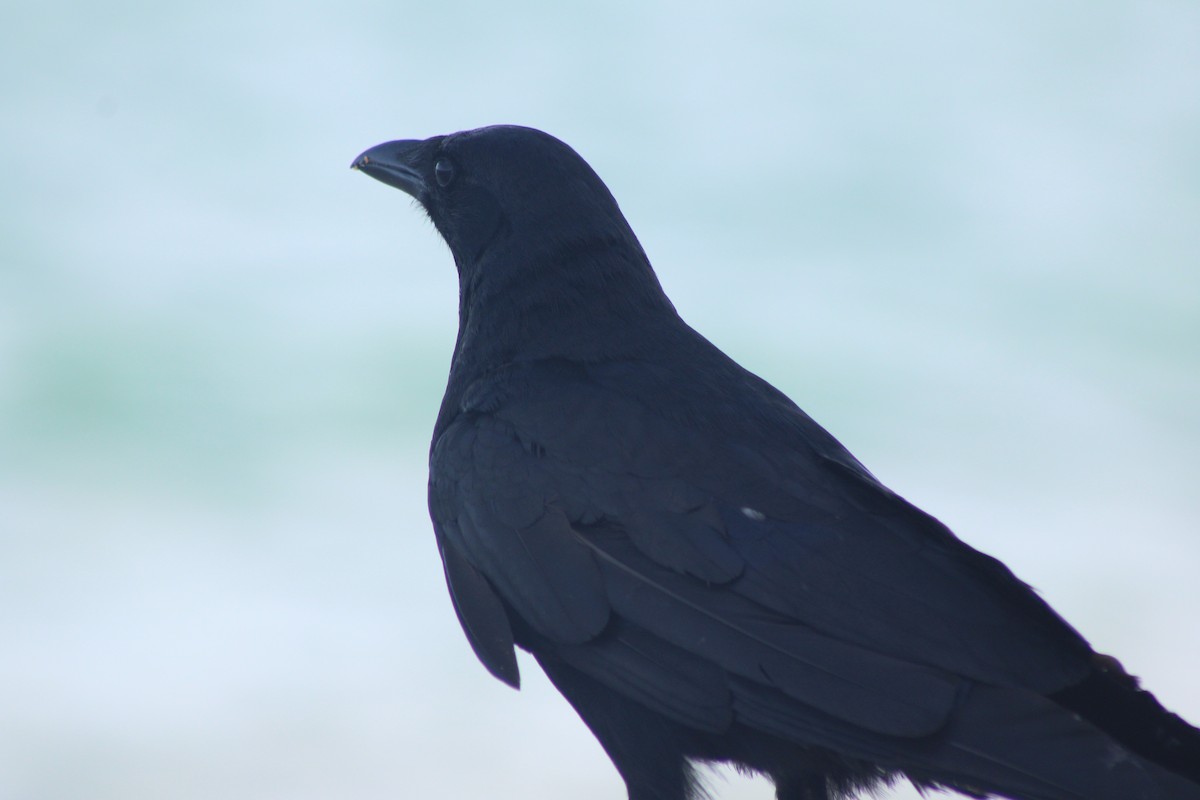 Fish Crow - ML638779399