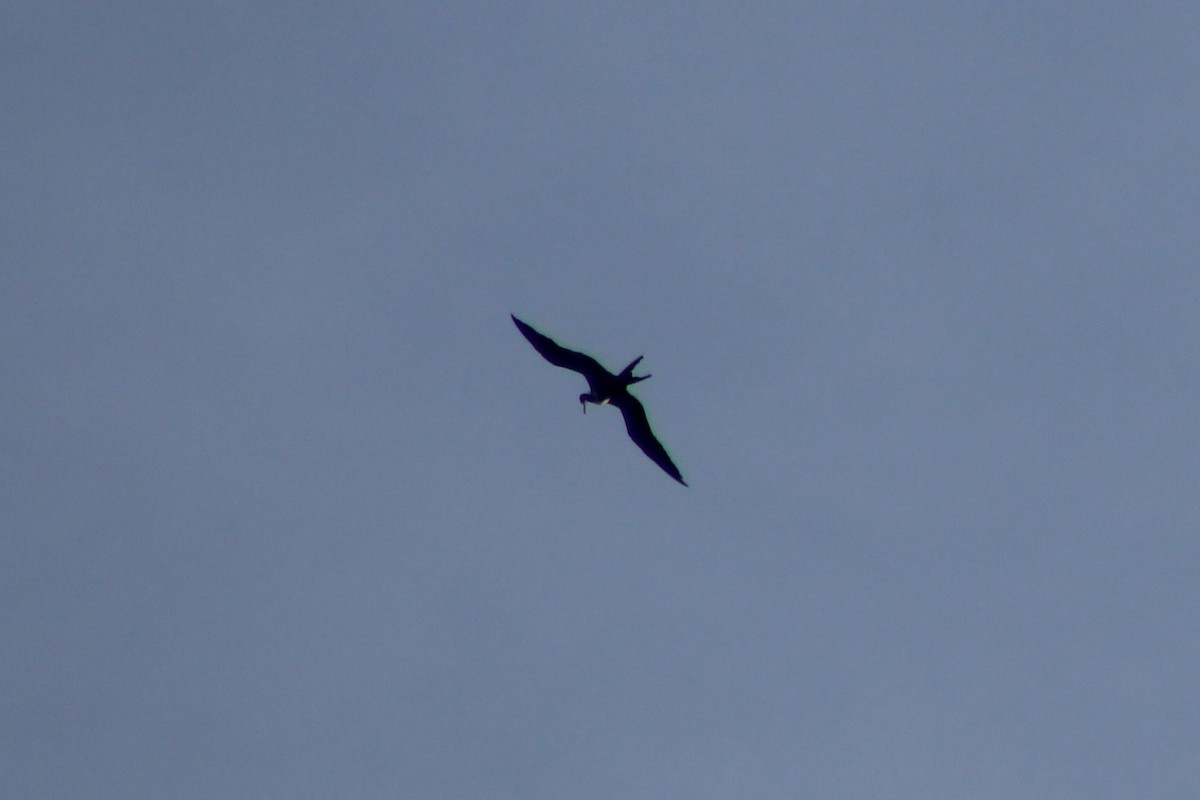 Prachtfregattvogel - ML638779451