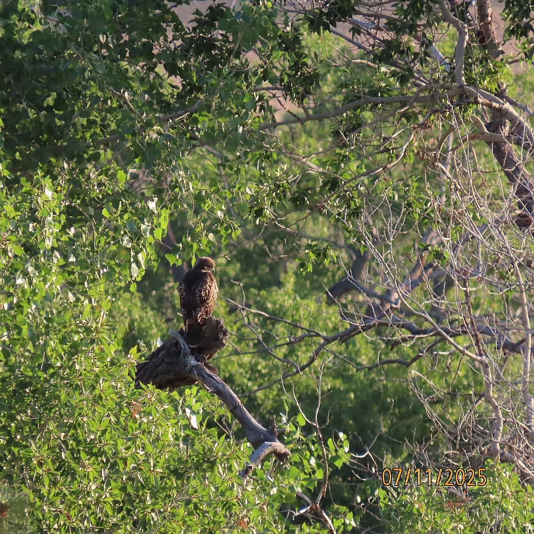 Rotschwanzbussard - ML638779462