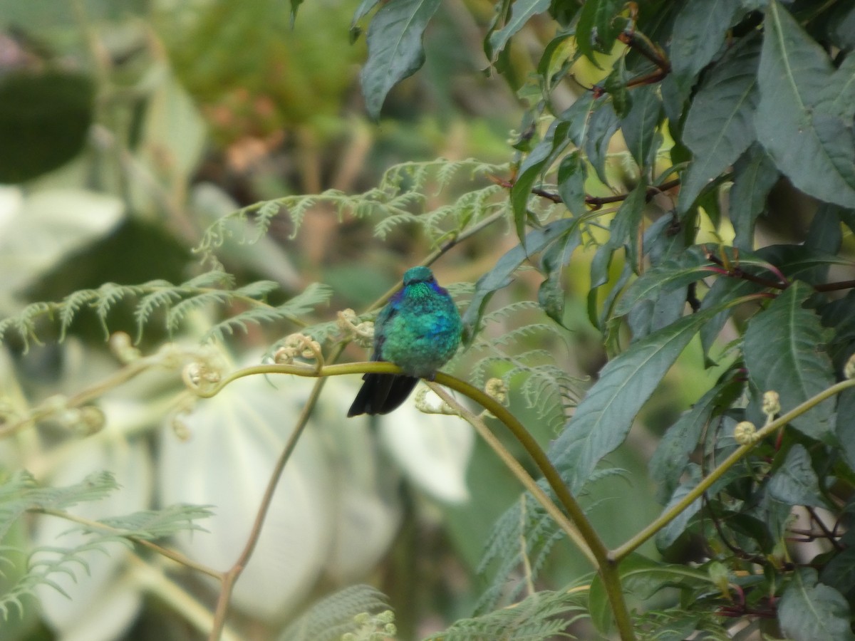 Berg-Veilchenohrkolibri - ML638779463