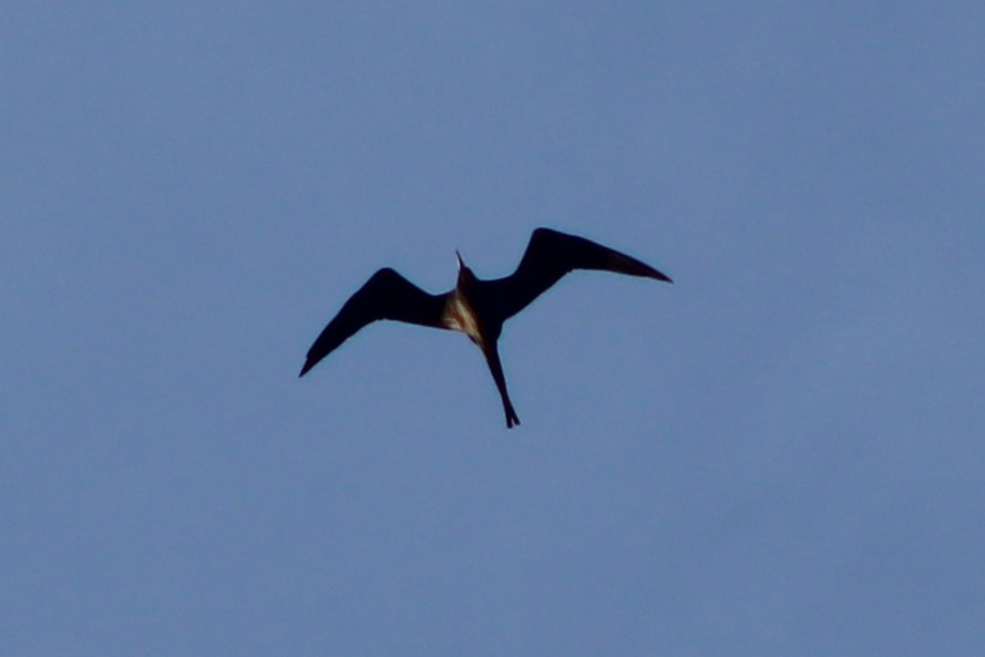 Prachtfregattvogel - ML638779475