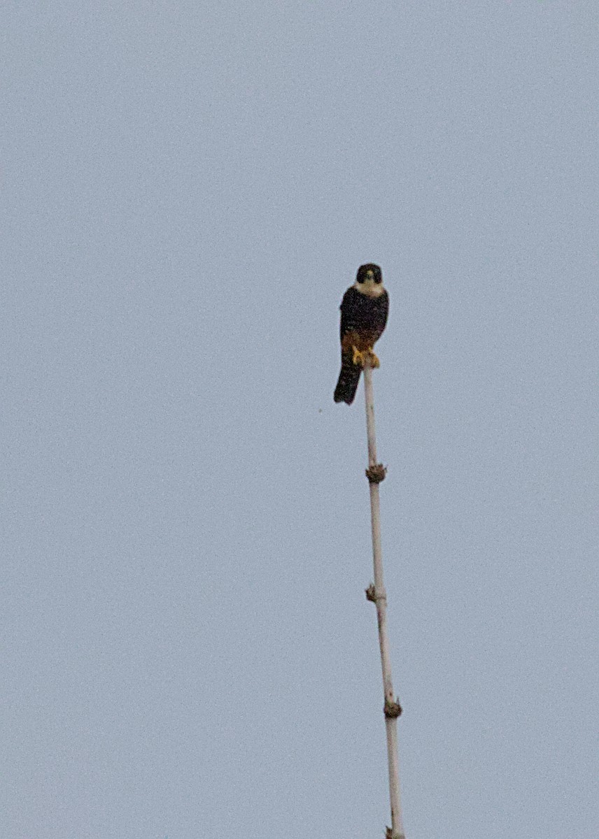 Bat Falcon - ML638779478
