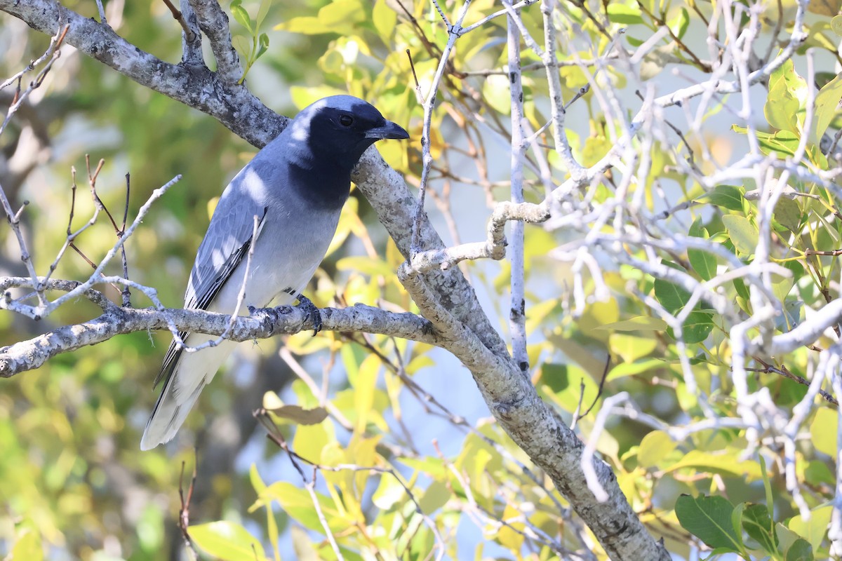 Black-faced Cuckooshrike - ML638779481