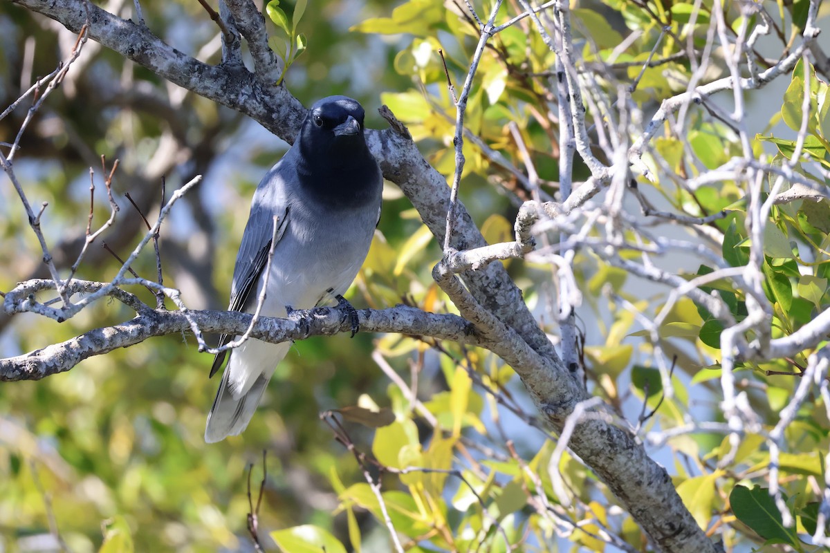Black-faced Cuckooshrike - ML638779484