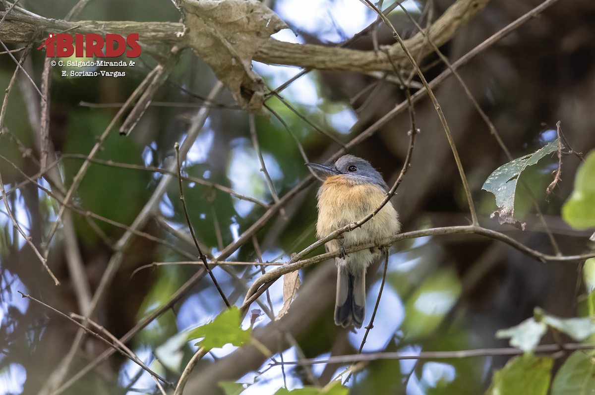 Gray-cheeked Nunlet - ML638779485