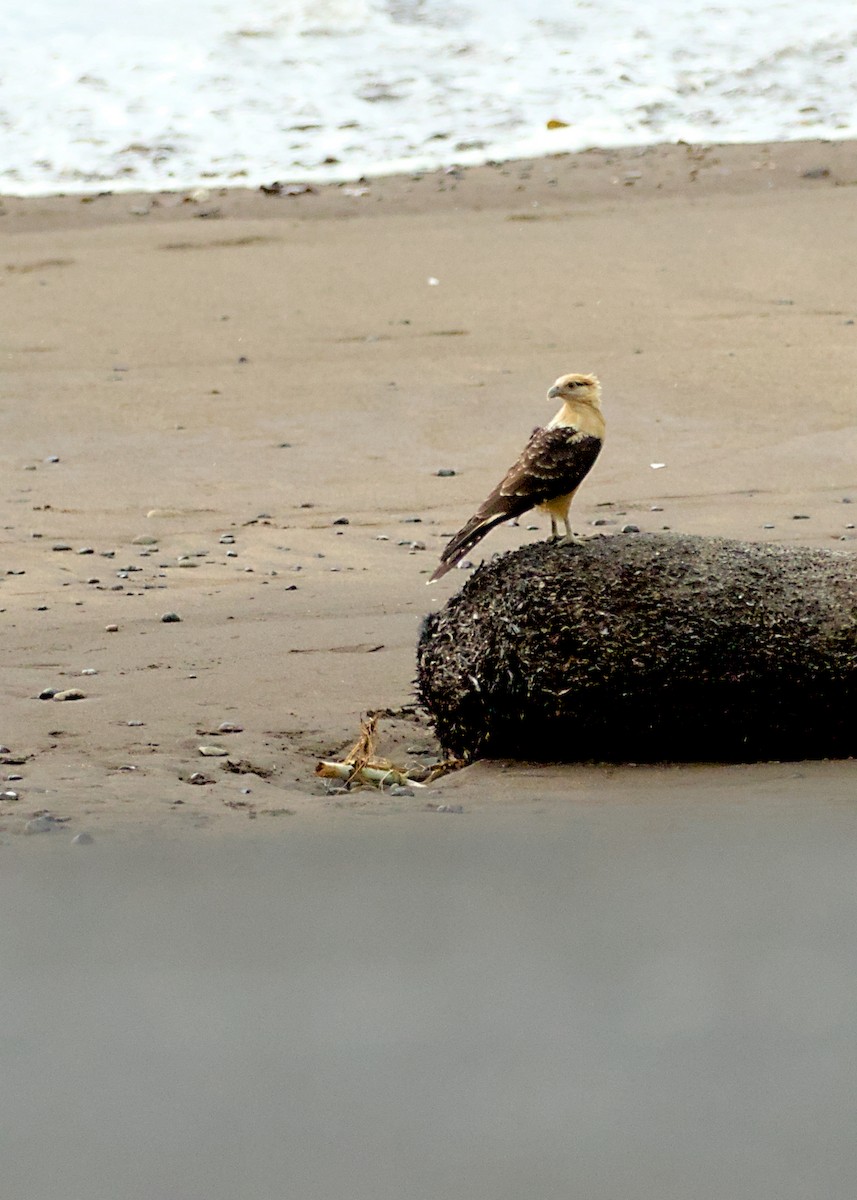 Yellow-headed Caracara - ML638779487