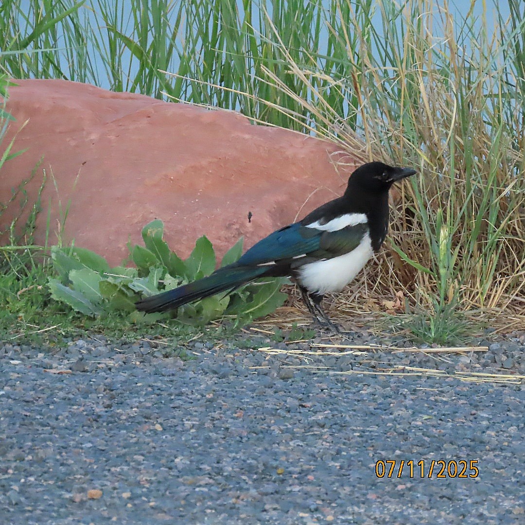 Black-billed Magpie - ML638779488