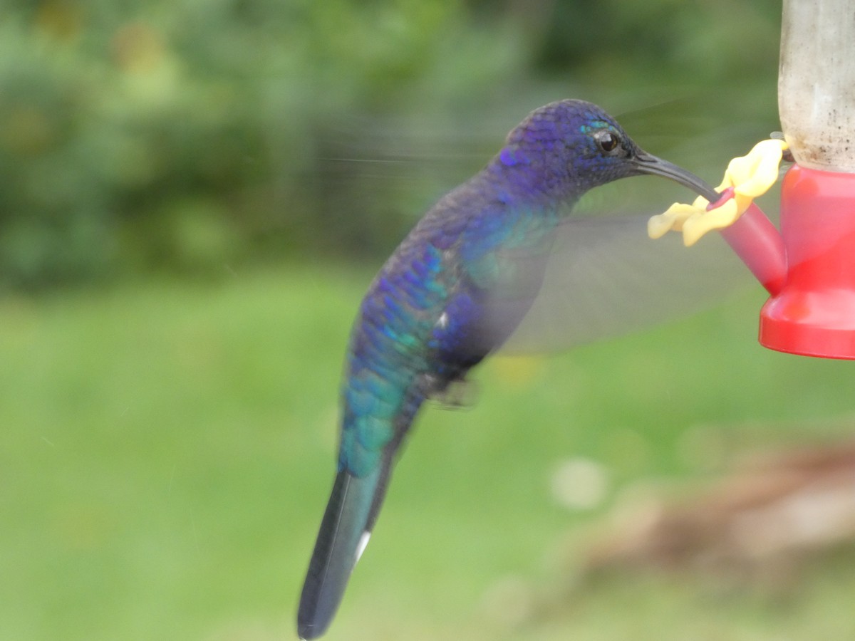 Violet Sabrewing - ML638779489