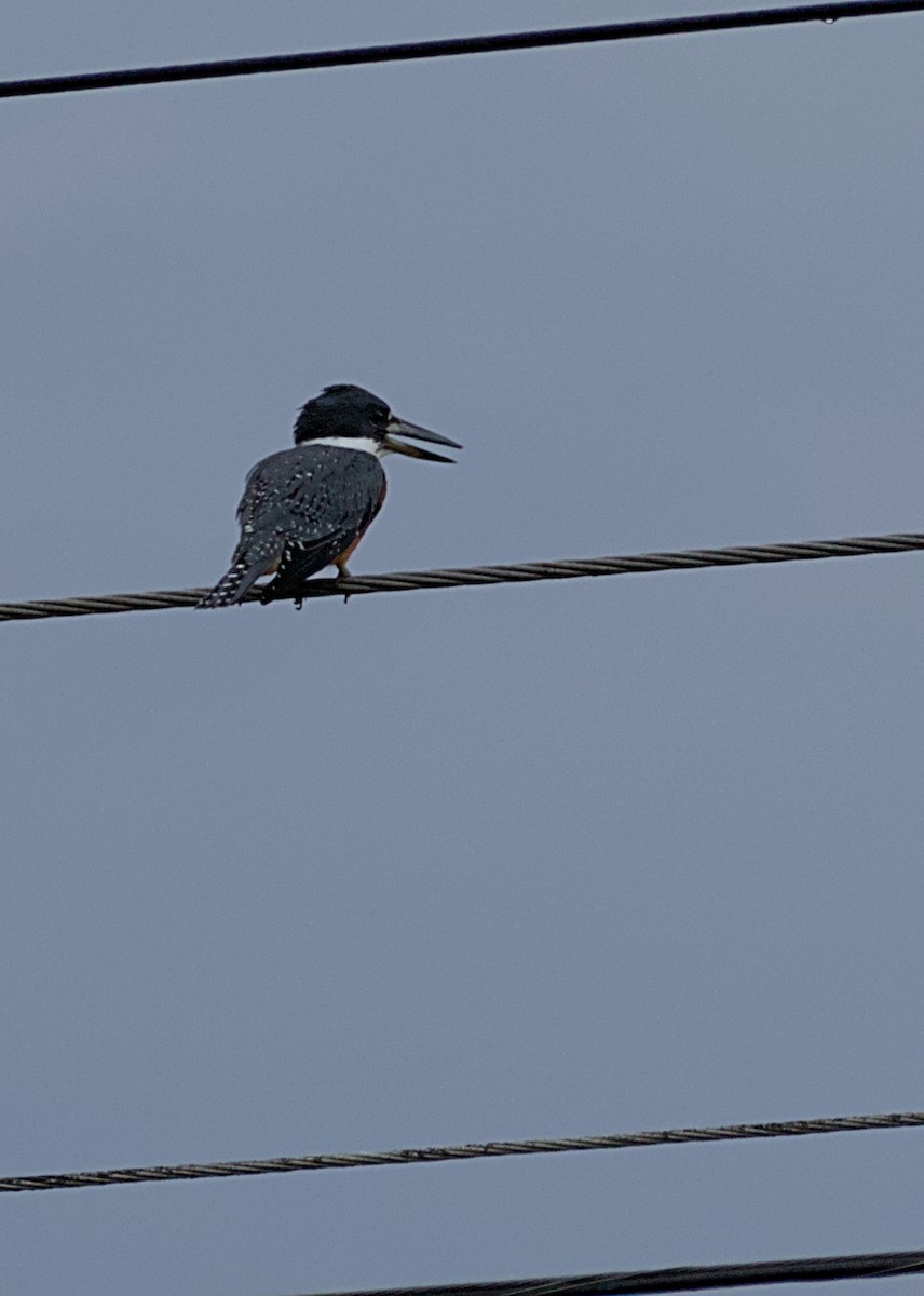 Ringed Kingfisher - ML638779491