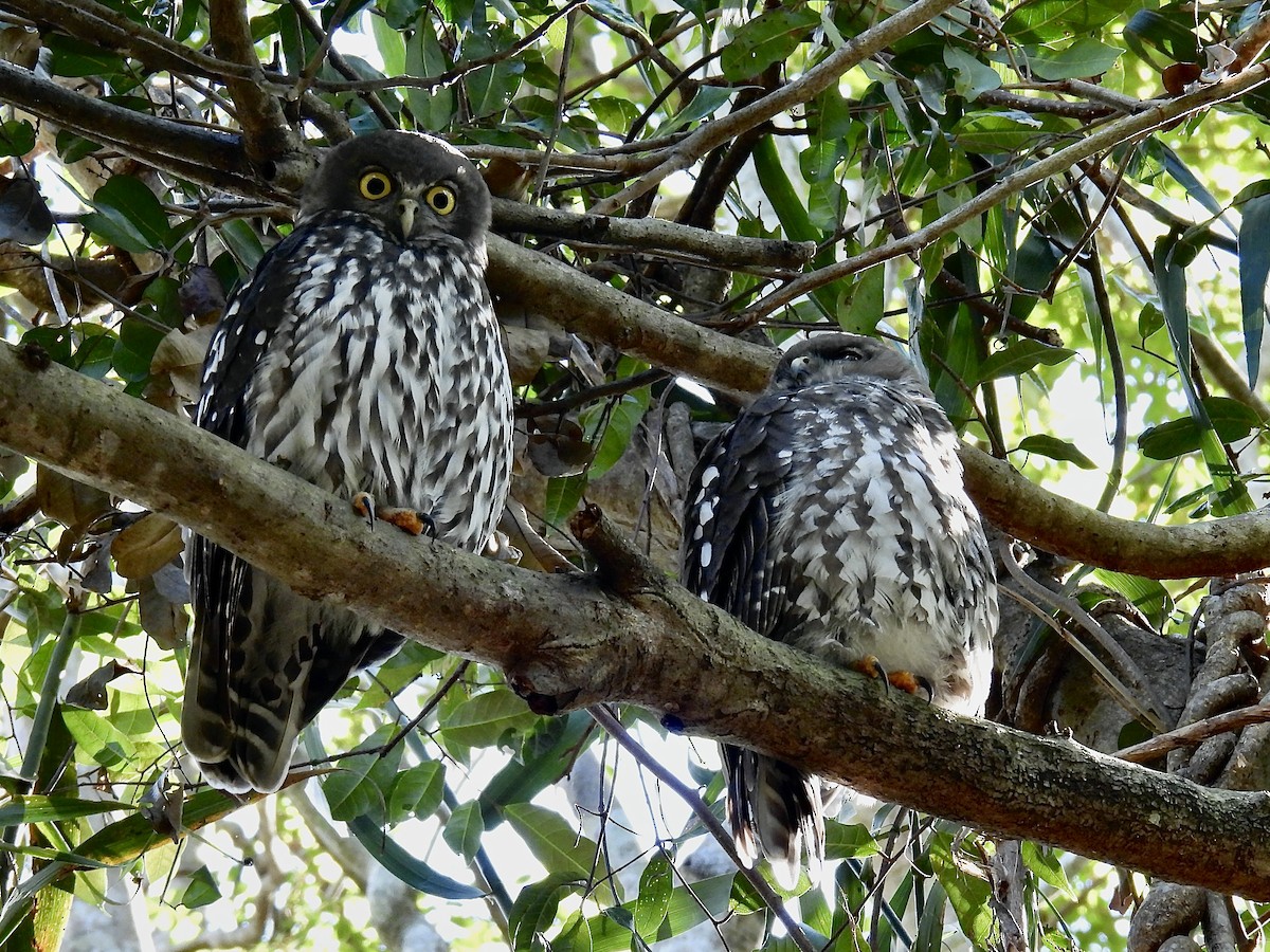 Barking Owl - ML638779495