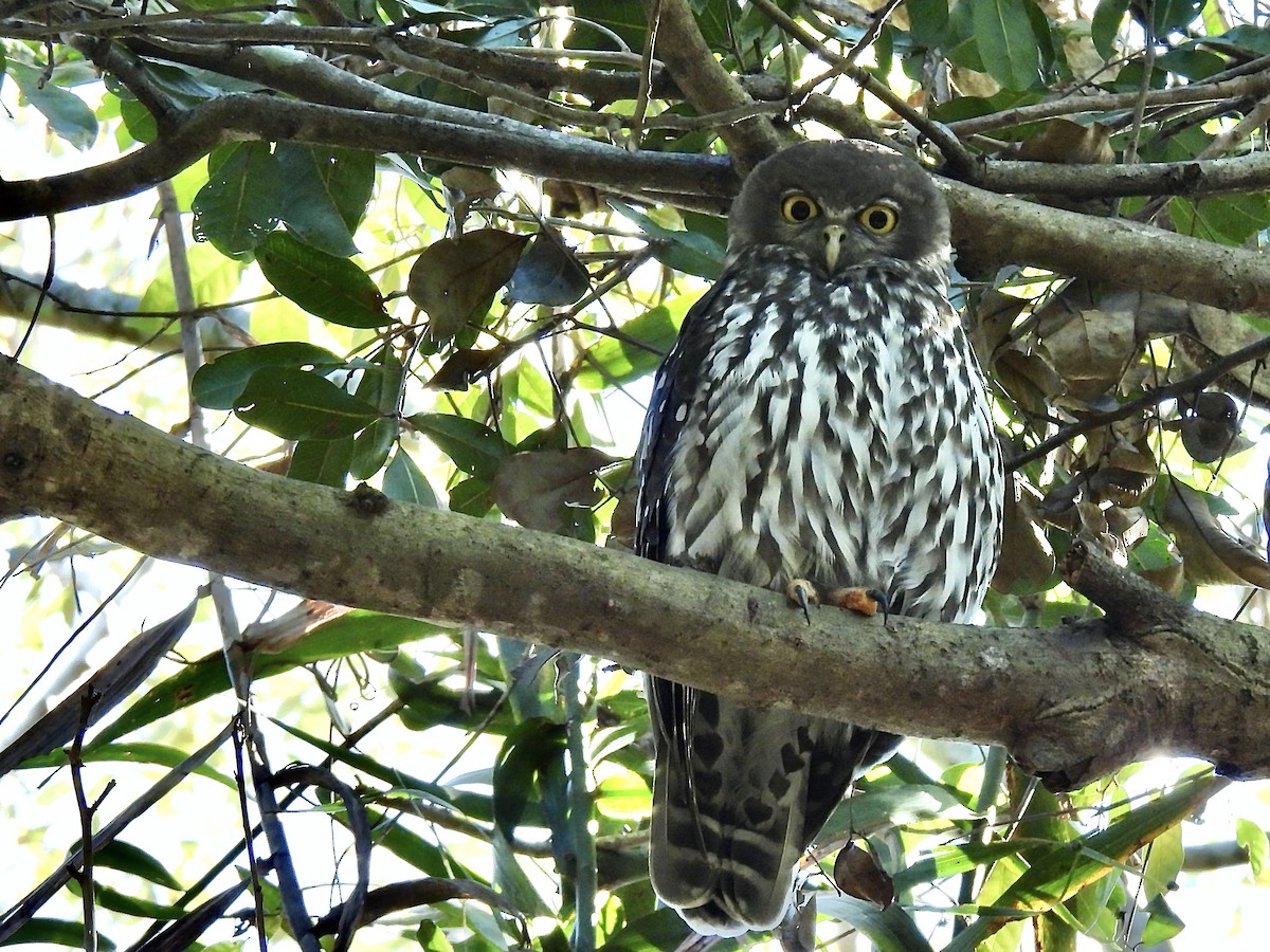 Barking Owl - ML638779496