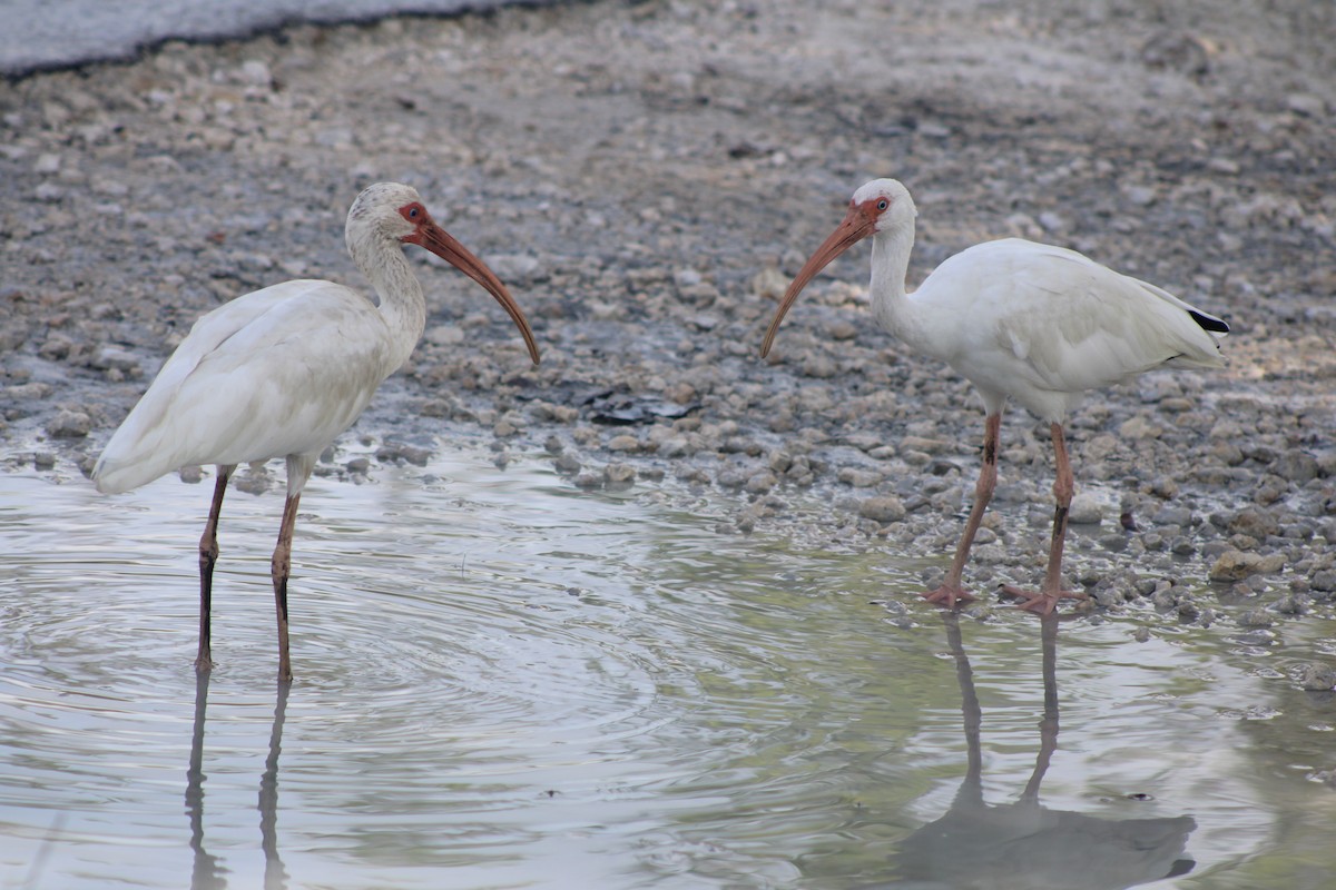 Ibis blanc - ML638779507