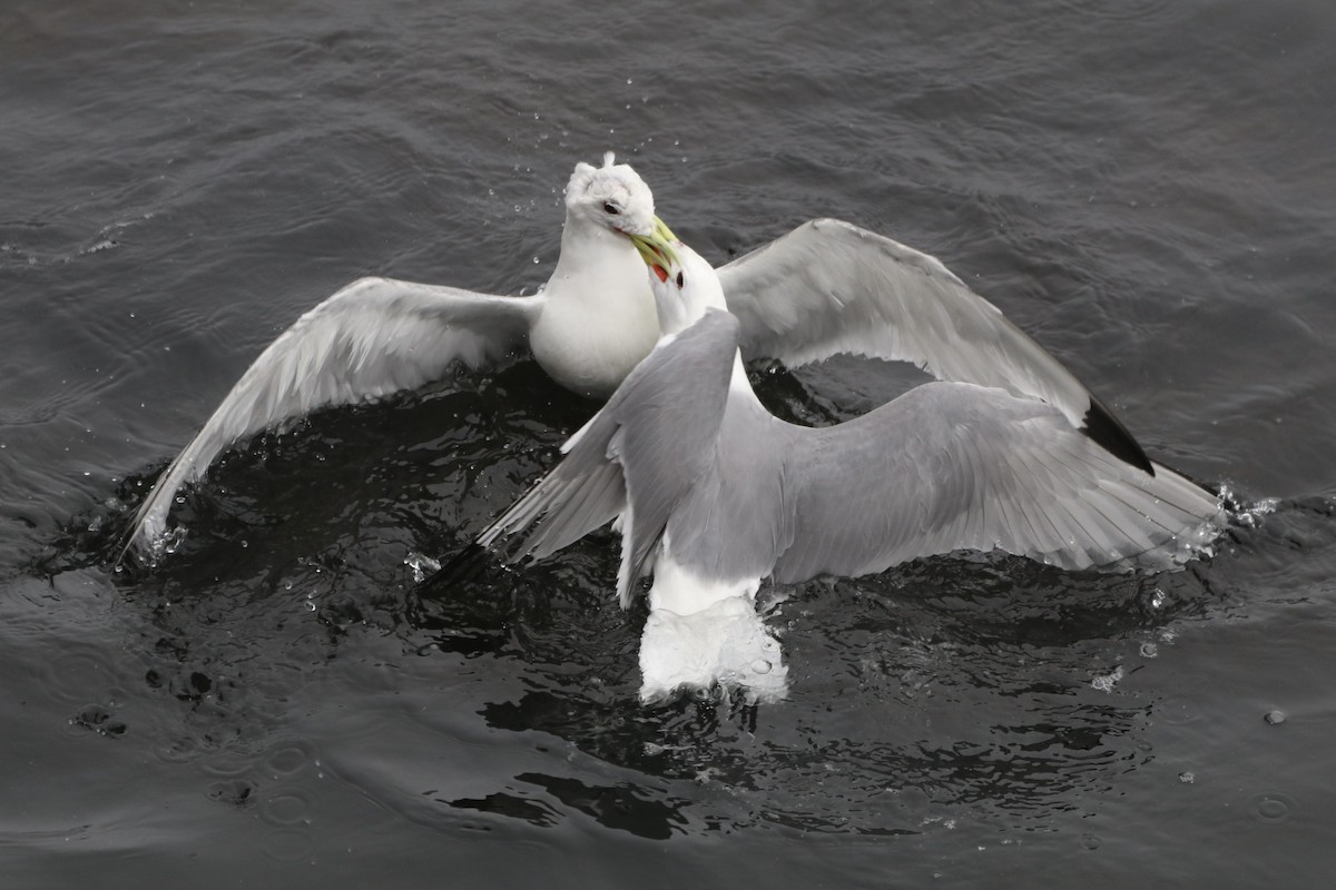 Mouette tridactyle - ML638779510