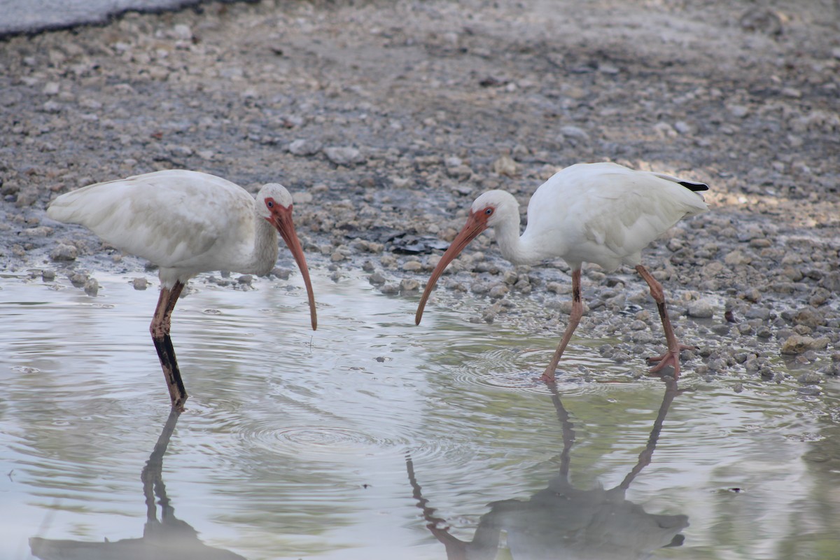 Ibis blanc - ML638779520