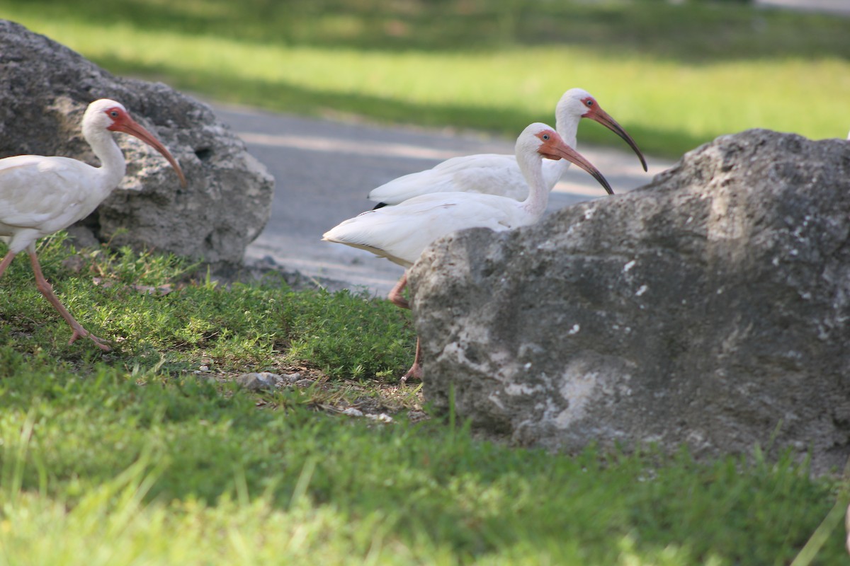 Ibis blanc - ML638779522