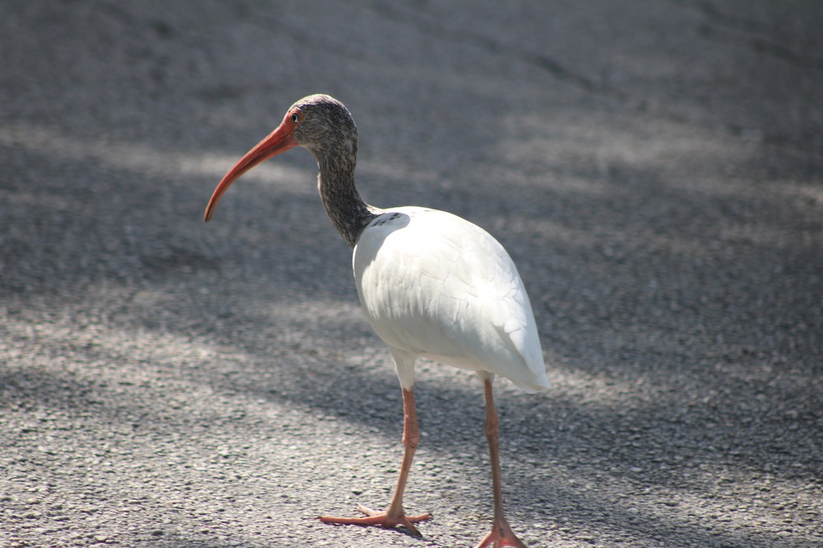 Ibis blanc - ML638779524