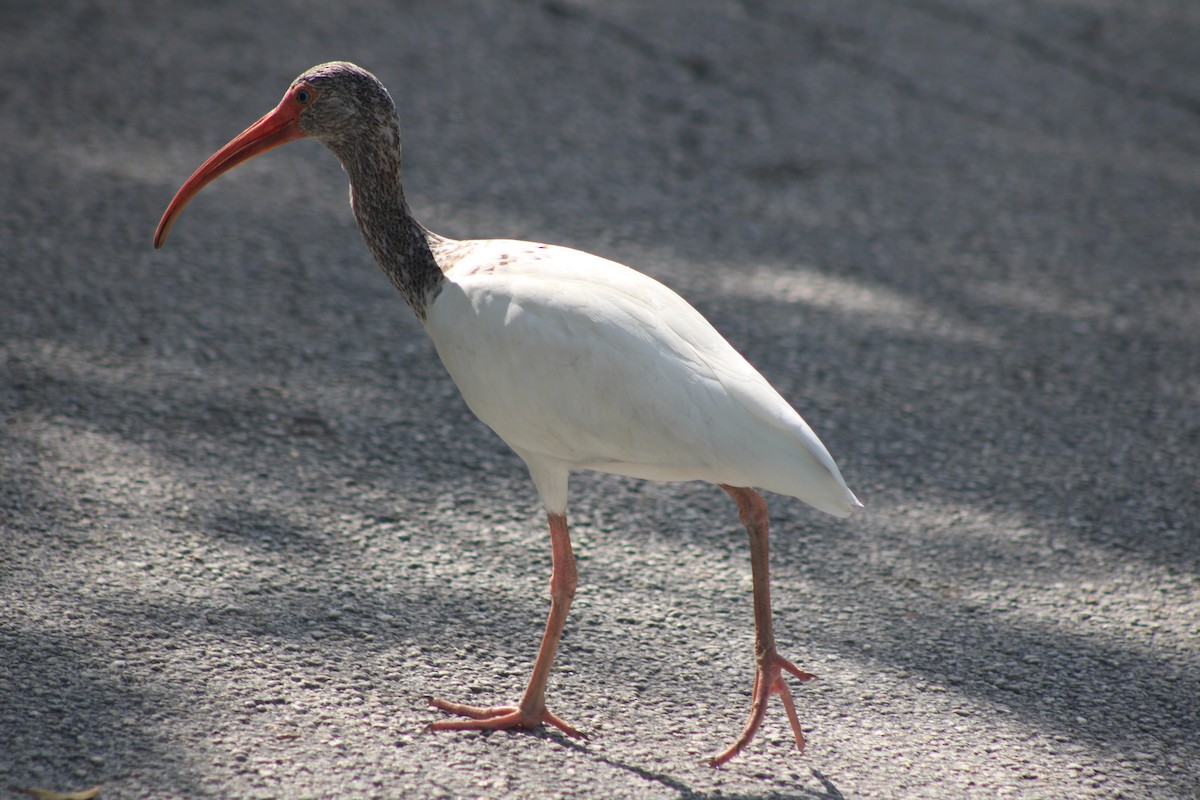 Ibis blanc - ML638779527