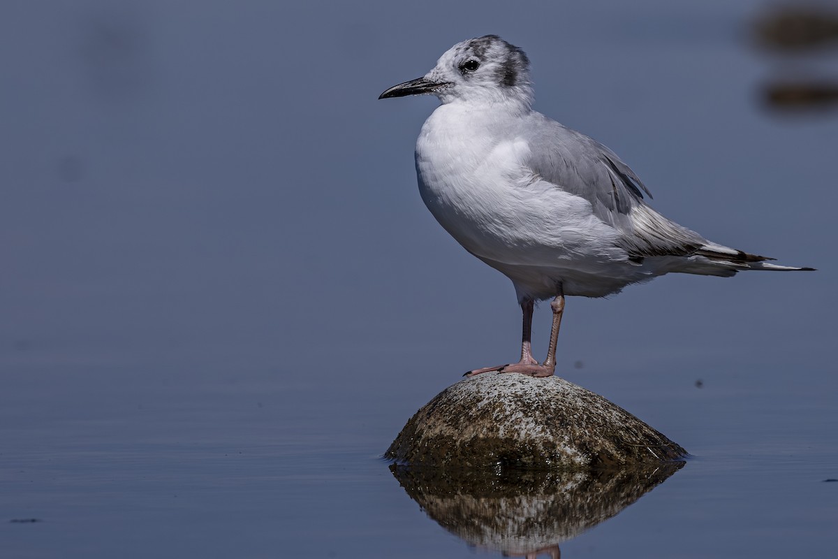 Mouette de Bonaparte - ML638779533