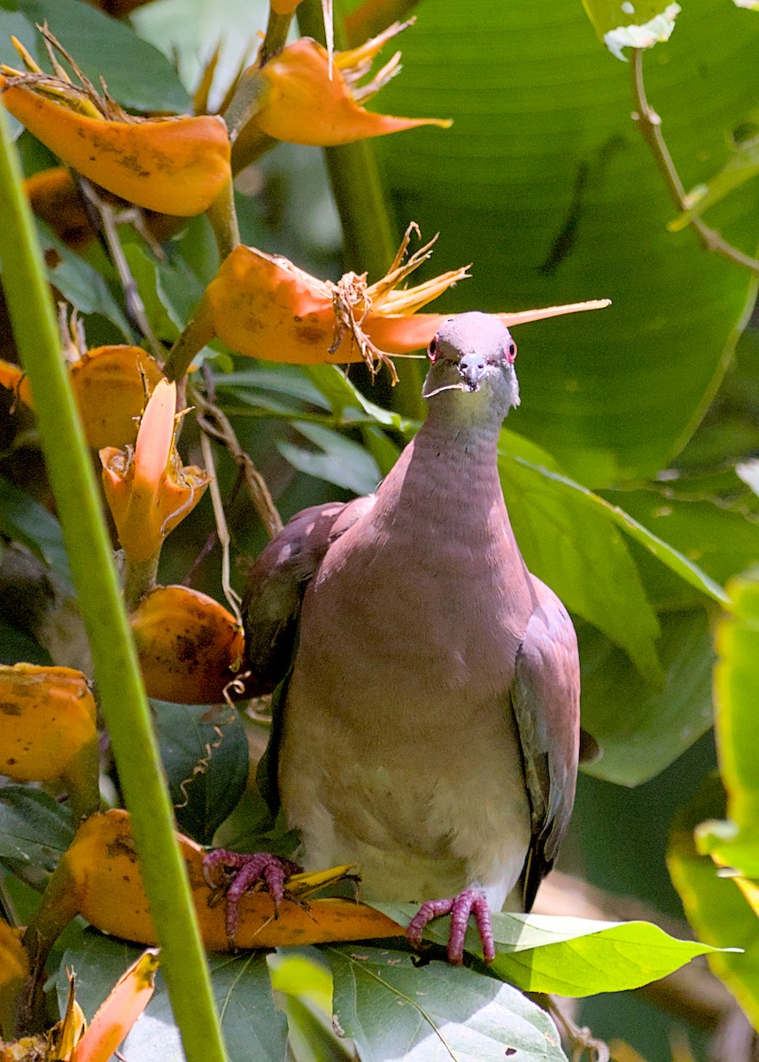 Pigeon rousset - ML638779534