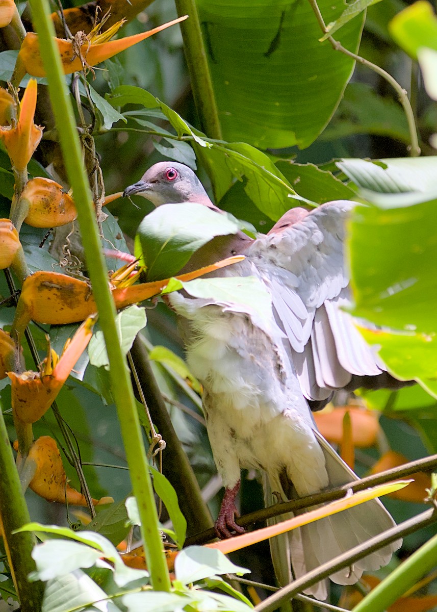Pigeon rousset - ML638779535