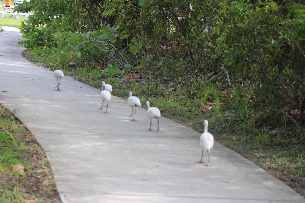 Ibis blanc - ML638779536