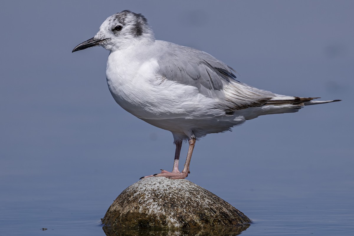 Mouette de Bonaparte - ML638779537