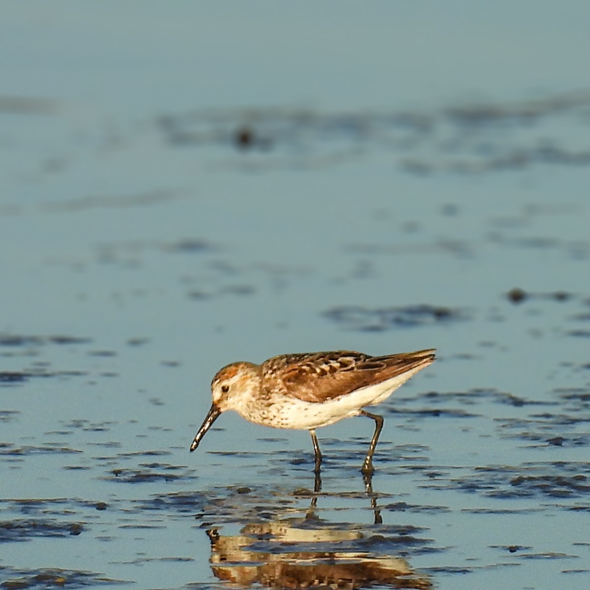 Western Sandpiper - ML638779546