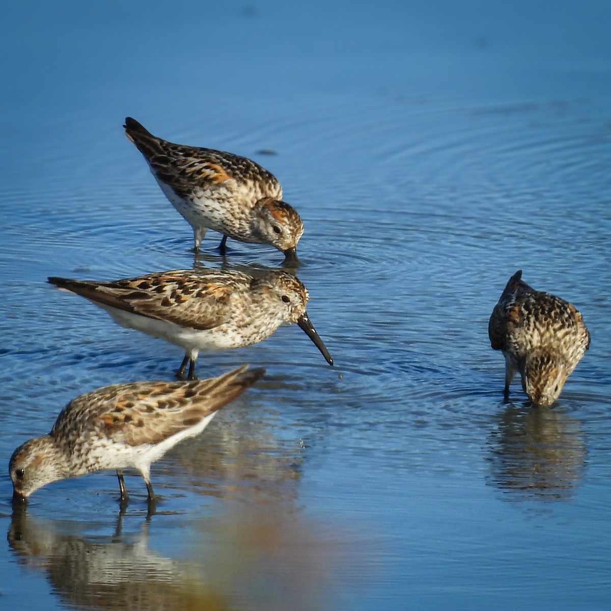 Western Sandpiper - ML638779548