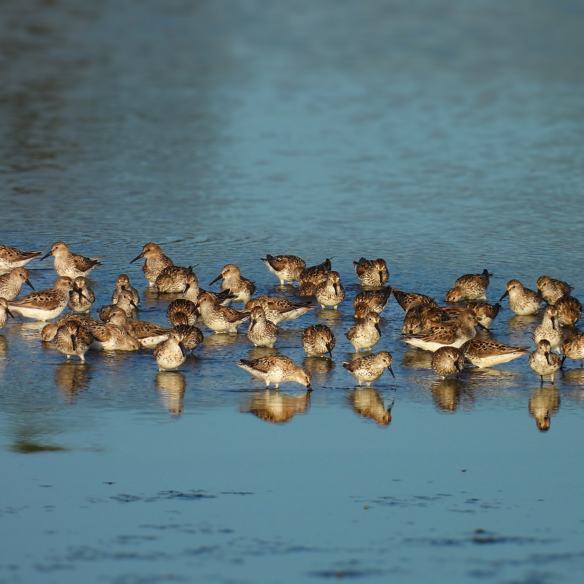 Western Sandpiper - ML638779549