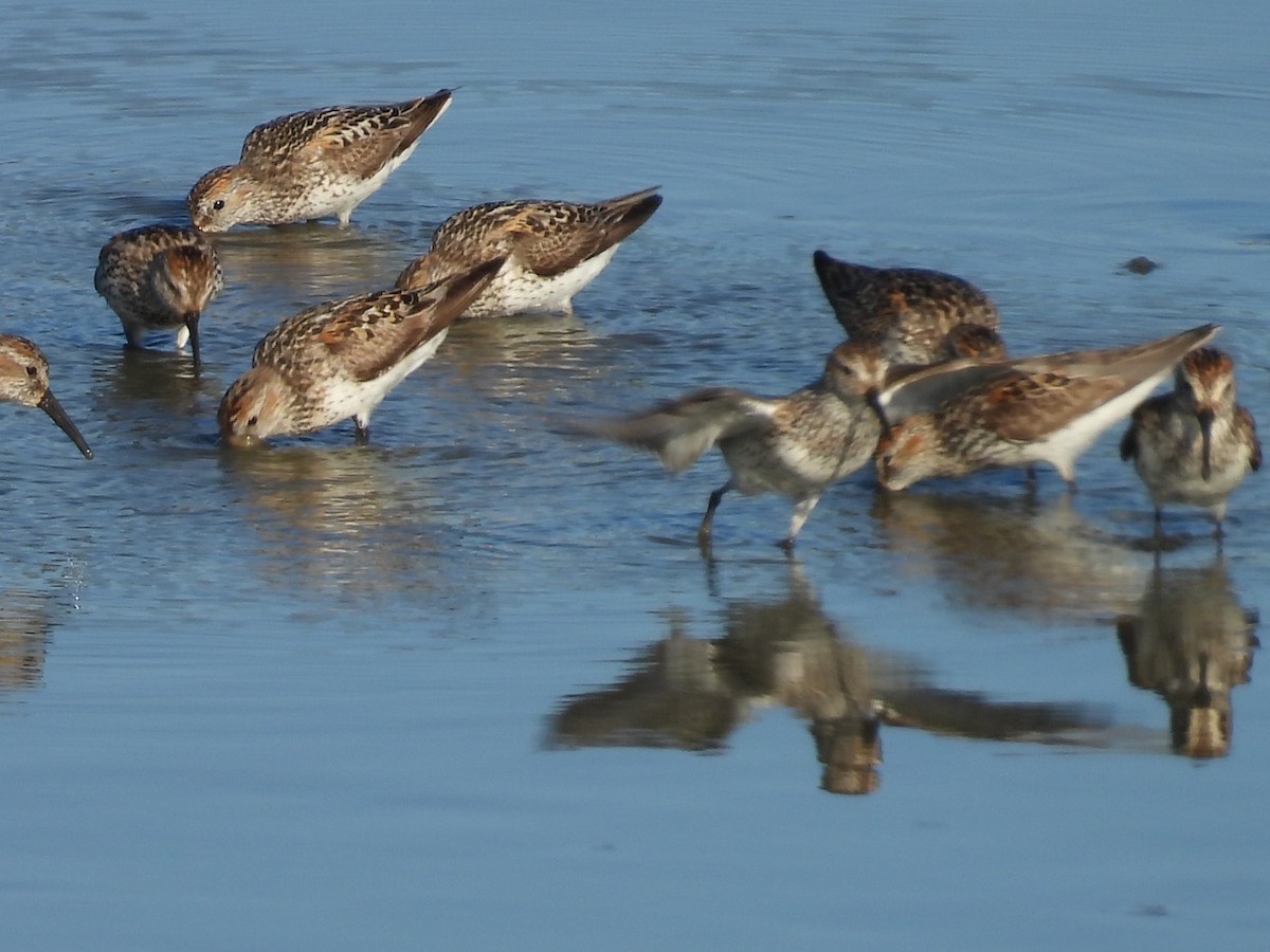 Western Sandpiper - ML638779551