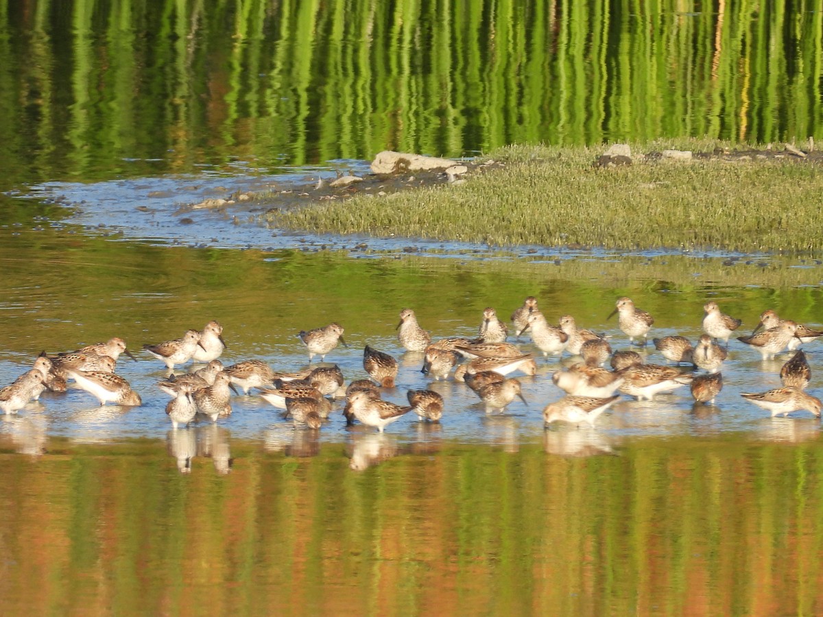 Western Sandpiper - ML638779552