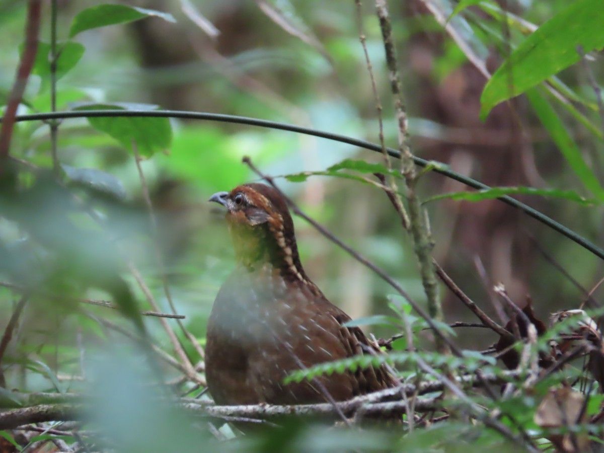 Singing Quail - ML638779559