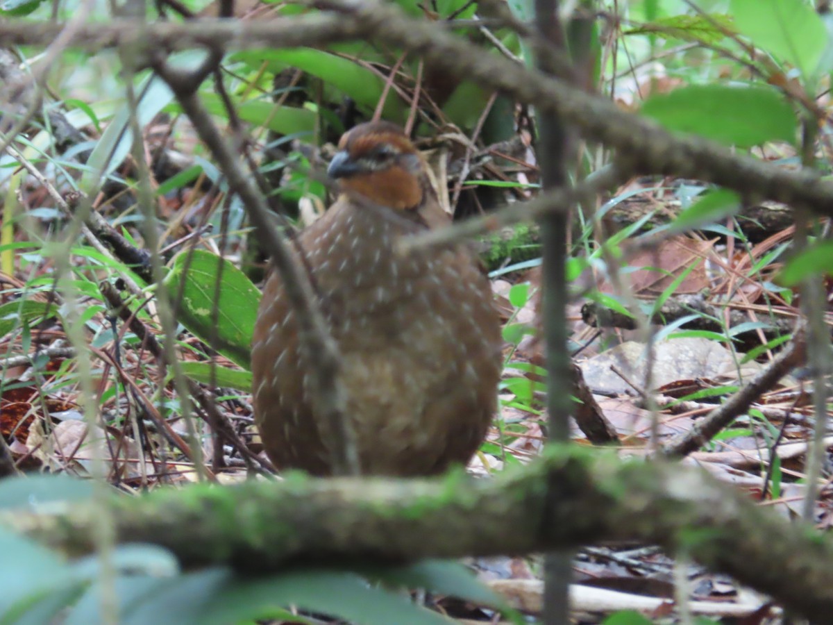 Singing Quail - ML638779563