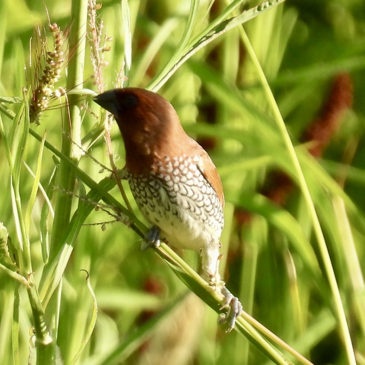 Scaly-breasted Munia (Checkered) - ML638779569