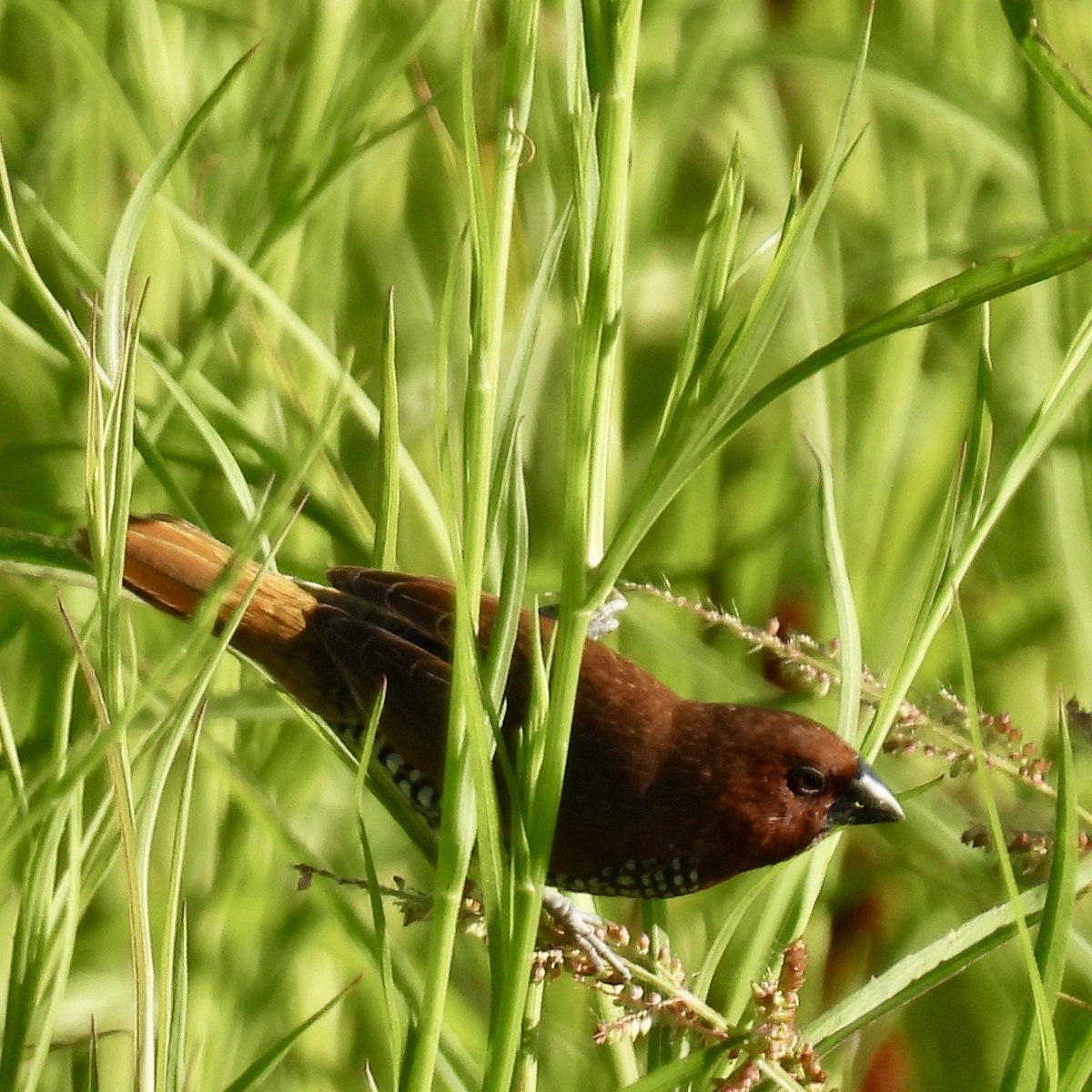 Scaly-breasted Munia (Checkered) - ML638779570