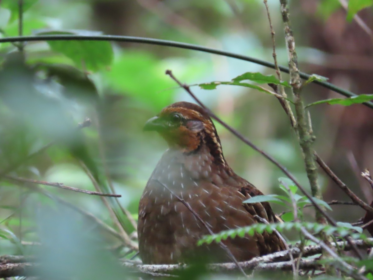 Singing Quail - ML638779573