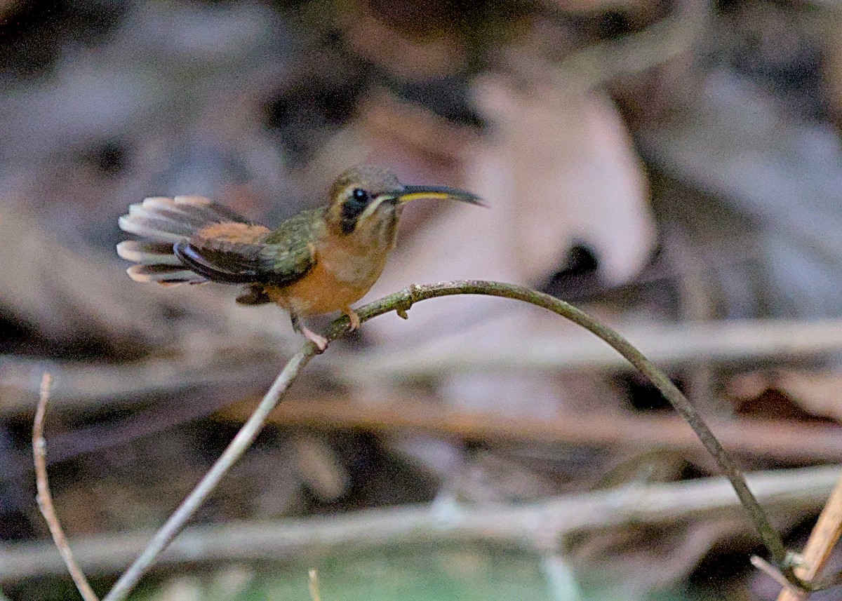 Long-billed Hermit - ML638779576