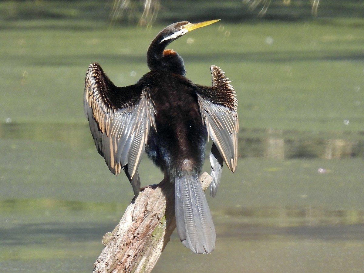 Anhinga australiarra - ML638779590
