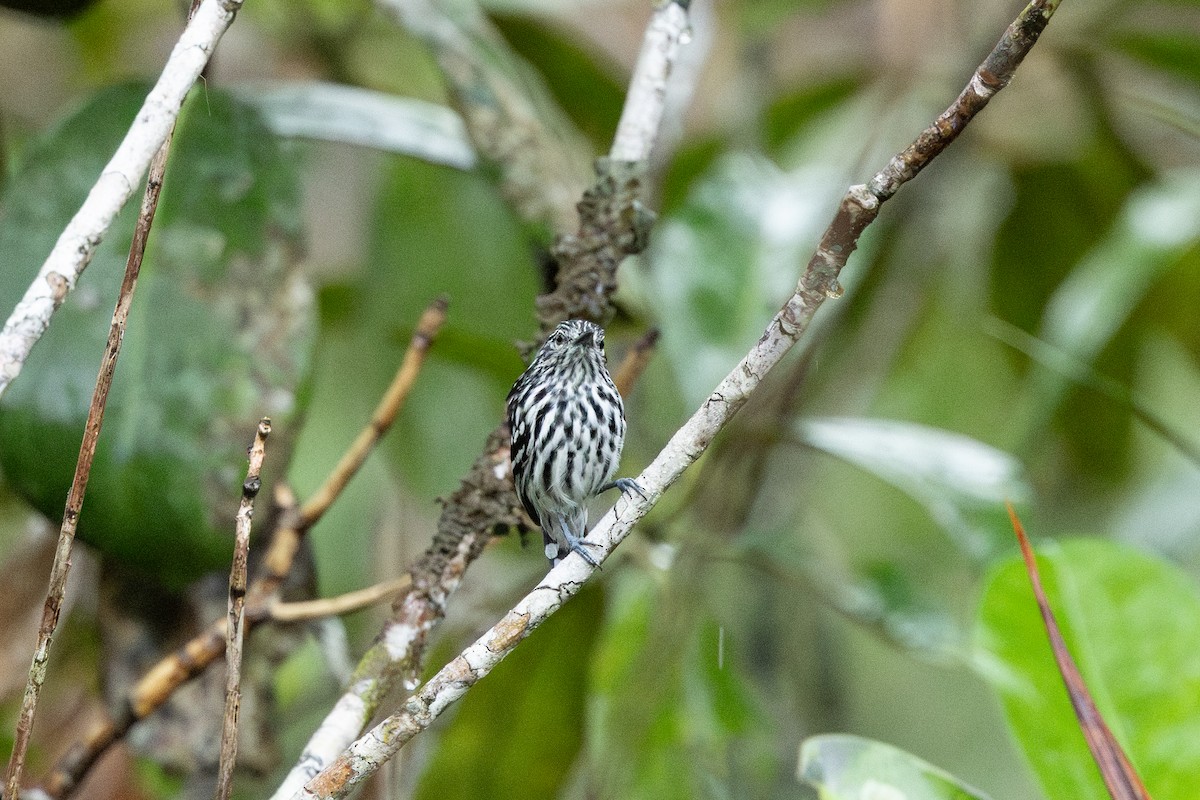 Cherrie's Antwren - ML638779657