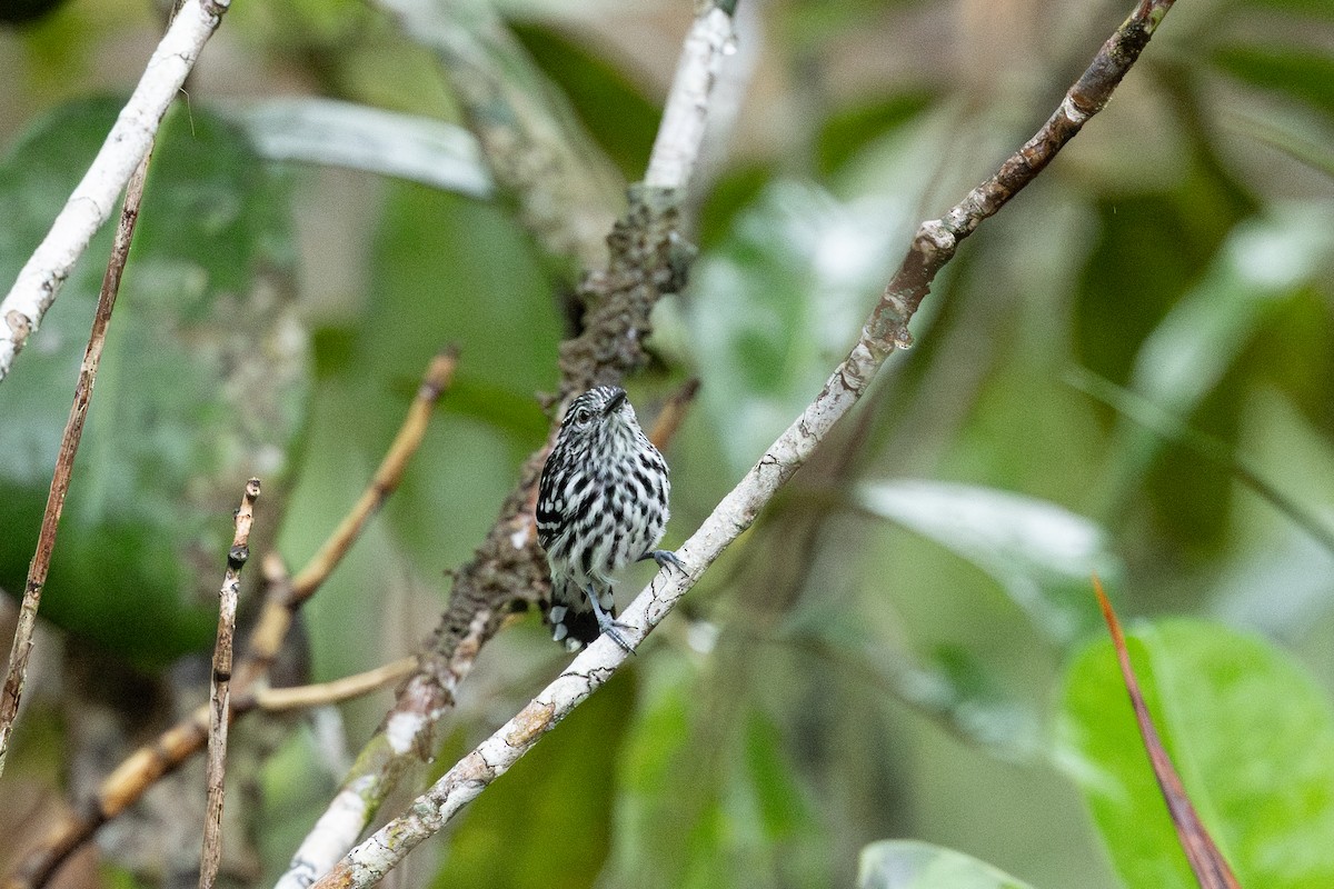 Cherrie's Antwren - ML638779658