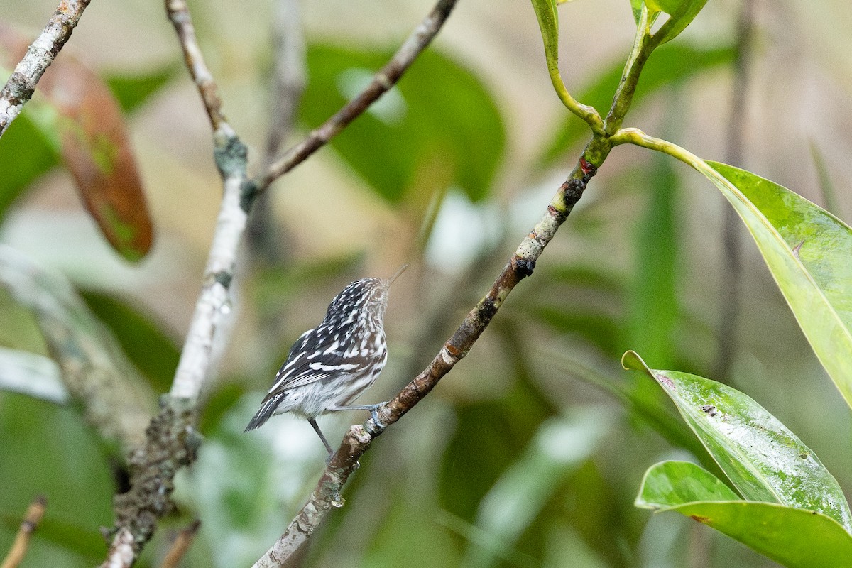 Cherrie's Antwren - ML638779660