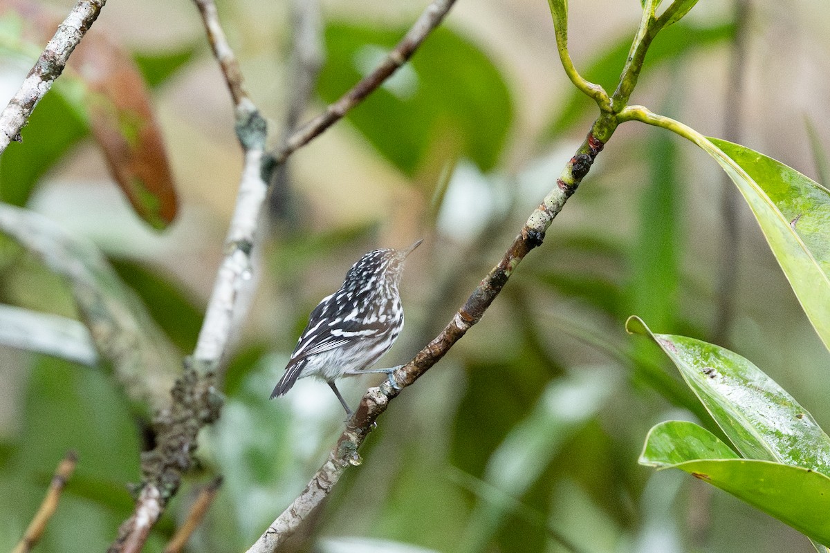 Cherrie's Antwren - ML638779661