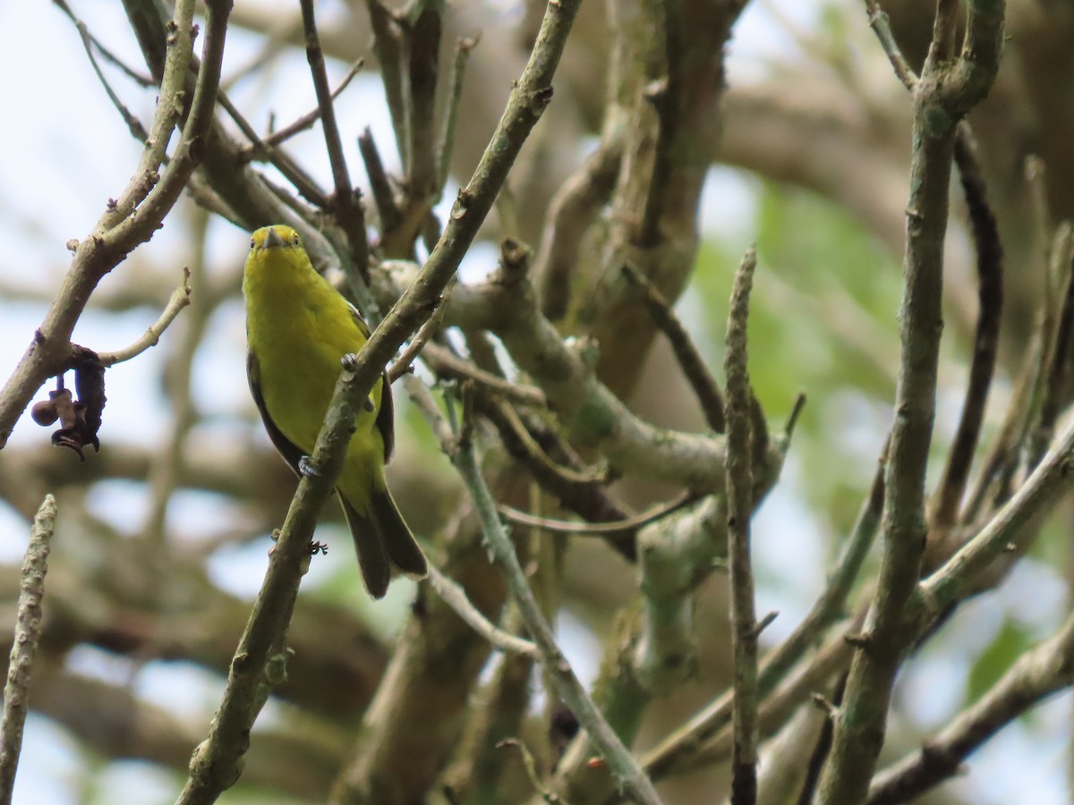 Common Iora - ML638779718