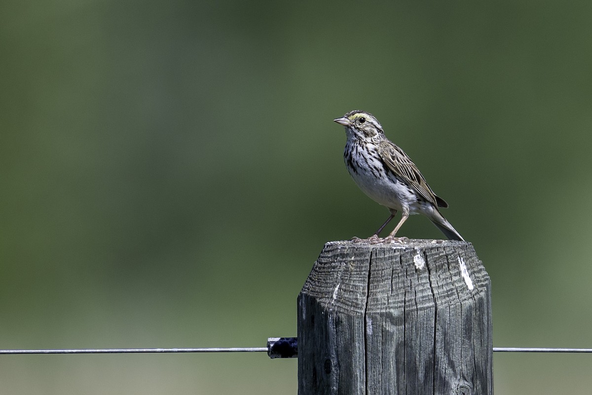 Savannah Sparrow - ML638779727