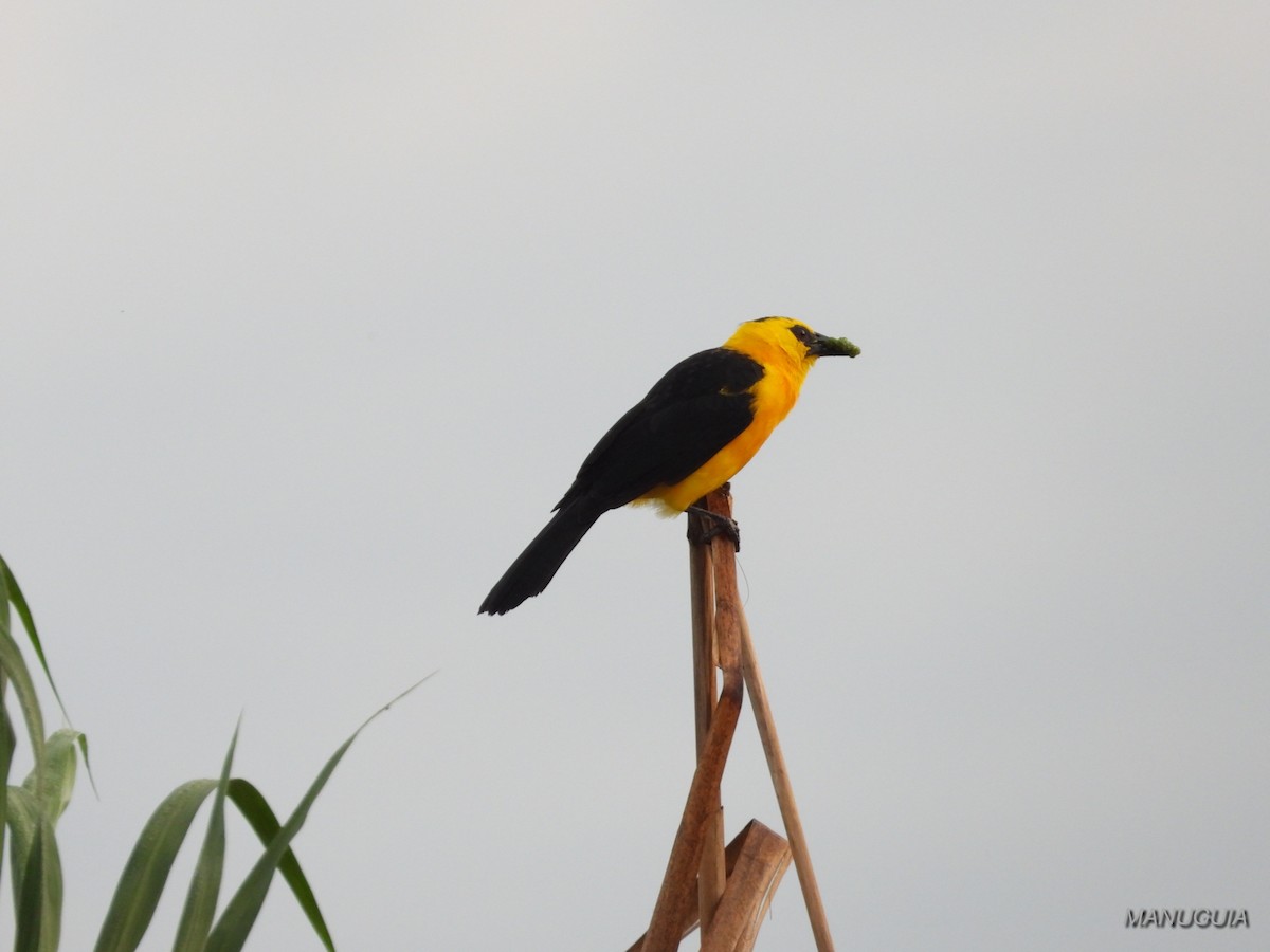 Oriole Blackbird - ML638779730