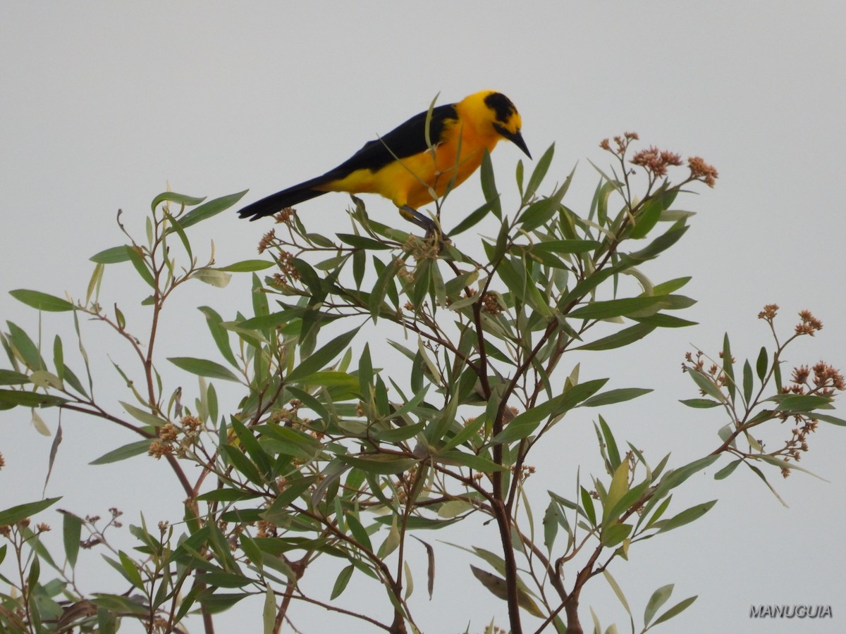 Oriole Blackbird - ML638779731
