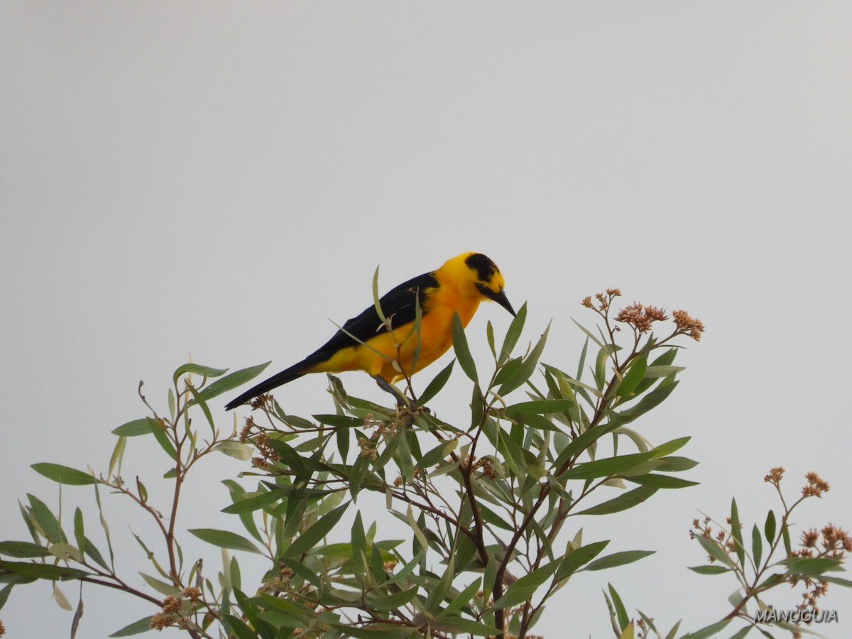 Oriole Blackbird - ML638779732