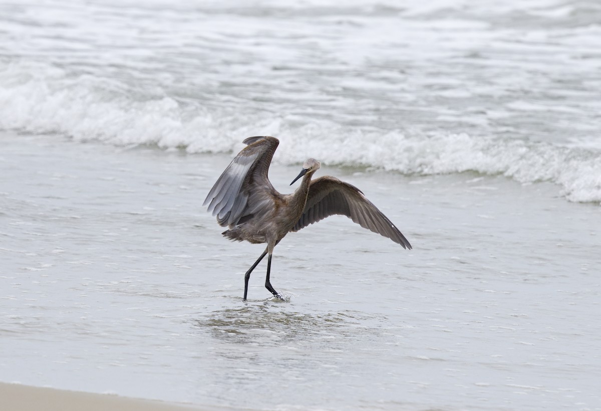 Reddish Egret - ML638779737