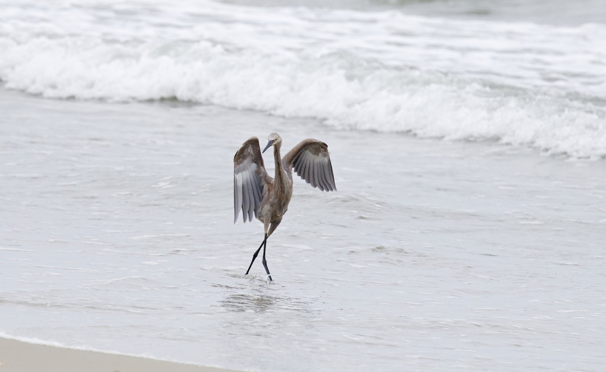 Reddish Egret - ML638779738